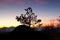 Pine tree on rock silhouette