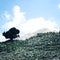 Pine tree and rocks. Distant mountain peaks on the background. Aged photo. Mountain Valley near Tahtali Dagi, Turkey.