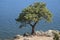 Pine tree on rocky edge of Missouri River