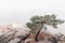 Pine tree on a rocky lakeshore