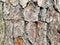 Pine tree rocky Mount North Carolina texture bark