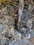 Pine Tree Root Growing Through Shale Rock