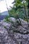 Pine tree rooted in the rocks in the forest at Jechun, South Korea