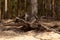 Pine tree roots at the forest canopy surface. Close- up. Mossy tree root coming of the ground in the woods.