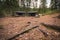 Pine tree roots on the ground and wooden shelters in the background