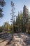 A pine tree sapling growing from a rock surrounded by tall pine trees and a lake in the background on a sunny day