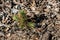 Pine Tree Sapling Sprouting From Ground