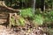 Pine tree saplings growing on the forest floor of Umstead State Park next to a moss covered tree trunk