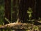 Pine tree saplings lit with bright sun in the forest