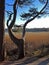 Pine tree by the sea shore