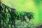 Pine tree, selective focus, blurry and bokeh background. Copy space. Banner. Morning dew on twig, abstract natural