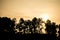 Pine tree at Shillong View Point, Laitkor Peak shillong meghalaya india.