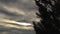 Pine tree silhouette ove dark sky clouds