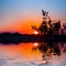 Pine tree silhouette reflected in lake at the dramatic sunset