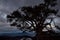 Pine Tree Silhouette. Sveti Bor, Kamena Gora, Serbia