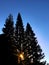 Pine tree silhouette under blue sky and sunrise.