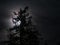 Pine tree silhouetted in front of the moon with thin whispy clouds