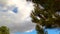 Pine tree with sky clouds background