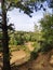 A pine tree on the slope of a huge abandoned sand quarry. abandoned sand pit overgrown with trees.