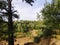 A pine tree on the slope of a huge abandoned sand quarry. abandoned sand pit overgrown with trees.