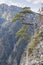 Pine tree on Sokolica peak - Pieniny, Poland.