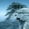 Pine tree stand towering on the cliff