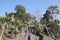 Pine tree stand towering on the cliff in lushan