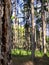 Pine tree straight trunks with natural texture in the pleasant p