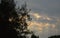 Pine tree and sunlight spreading through cloudy on morning