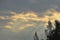 Pine tree and sunlight spreading through cloudy on morning