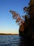 Pine tree at sunset light