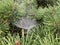 A pine tree there is a web by a spider with droplets. Morning landscape. nature photo