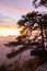 Pine tree on top of mountain at sunrise, Phu Kradueng National Park, Loei, Thailand