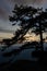 Pine tree on top of mountain at sunrise, Phu Kradueng National Park, Loei, Thailand