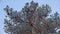 Pine tree top in snow covered forest at Are Valadalen Fjallstation , Jamtland in Sweden