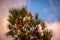 Pine tree tops closeup with pinecones