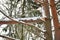 Pine tree trunk bent and broken due to heavy snowfall