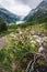 Pine tree trunk, Blue Schlegeis Stausee lake and alps mountains in background. Zillertal, Austria, Europe