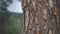 Pine tree trunk detailed photograph of bark