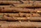 Pine tree trunks with , pine logs, rough timber, wood raw material background