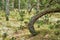 Pine tree trunks in a wild forest. Nature landscape of lots of plants, bushes, trees and moss covered grass growing in