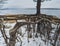 A pine tree with an unusual root system above the surface of the earth in winter on the lake