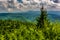 Pine tree and view of Appalachian Mountains from the Blue Ridge