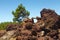 pine tree on volcanic lava