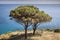 Pine tree at the west coast of Elba, Pomonte, Tuscany, Italy