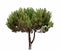 Pine tree on white background, tropical trees isolated used for design, advertising and architecture