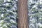 Pine Tree in Winter, California