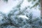 Pine tree in winter closeup