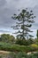 The Pine tree on winter sky background at Ramat Hanadiv, Zichron Yaakov