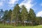 Pine tree woodland